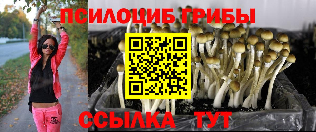 Псилоцибиновые грибы мухоморы  Галлюциногенные грибы Psilocybe  цена наркотик  Вход с VPN  Богданович 